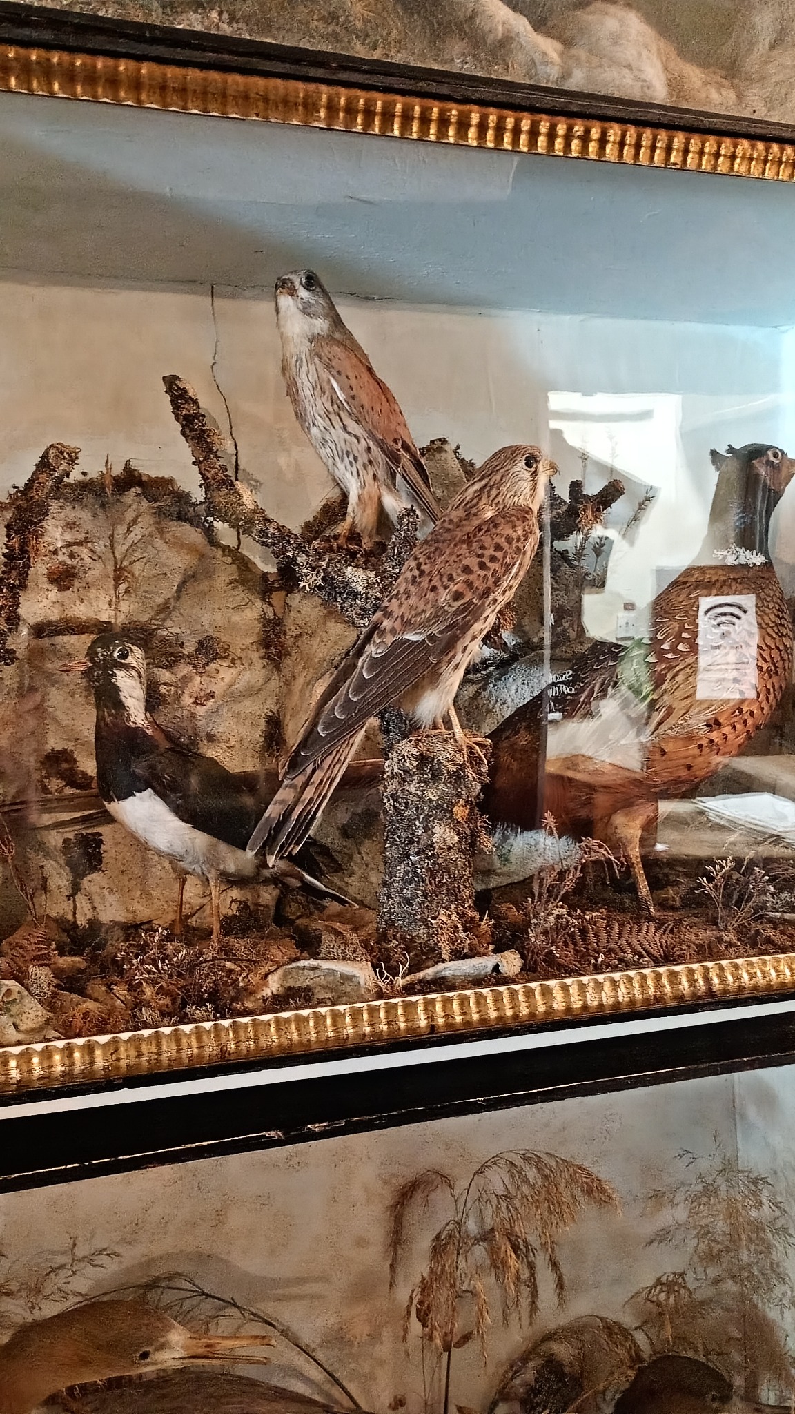 Preserved birds displayed in a glass case at the Drovers Inn