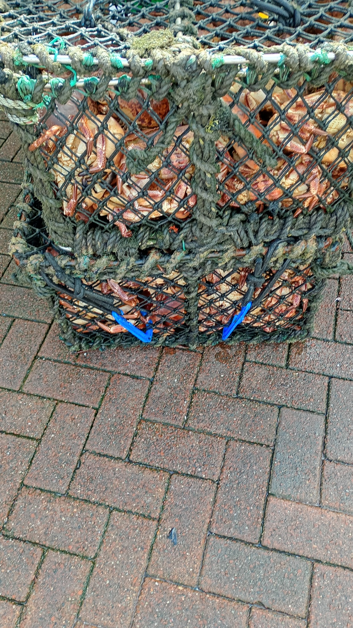 Fishing creels filled with shells beside Oban harbour